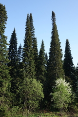 Abies sibirica