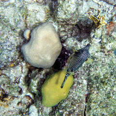 Coryphopterus lipernes