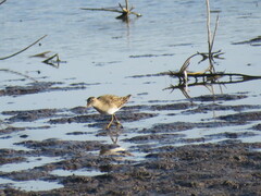 Calidris fuscicollis
