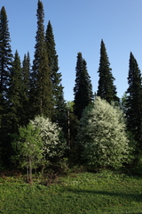 Abies sibirica