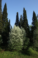 Abies sibirica
