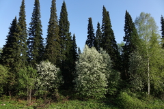 Abies sibirica