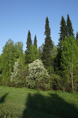Abies sibirica