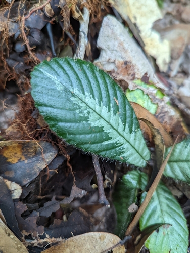 Acrotrema costatum (Acrotrema costatum)