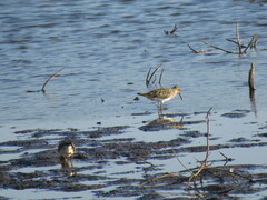 Calidris fuscicollis