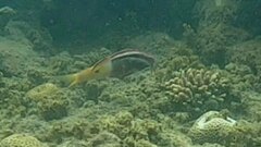 Parupeneus barberinoides