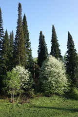 Prunus padus