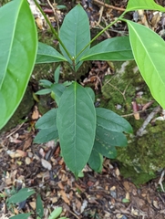 Dipterocarpaceae