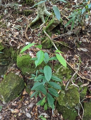 Dipterocarpaceae