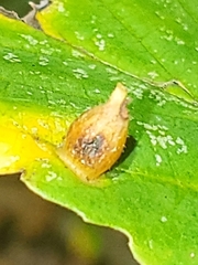 Hormaphis hamamelidis