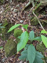 Dipterocarpaceae