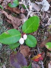 Gaultheria procumbens image