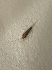 Ctenolepisma longicaudatum