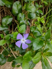 Vinca major