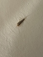 Ctenolepisma longicaudatum