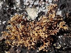 Sphaerophorus fragilis