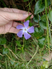 Vinca major