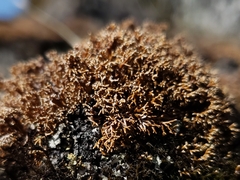 Sphaerophorus fragilis