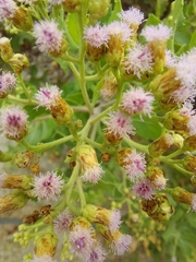 Pluchea indica