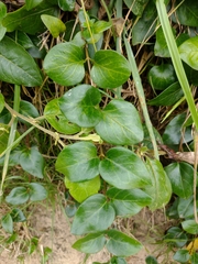 Vinca major