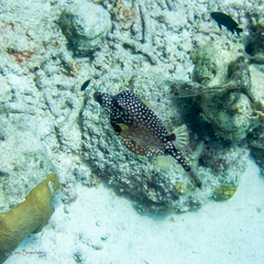 Lactophrys triqueter