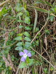 Vinca major