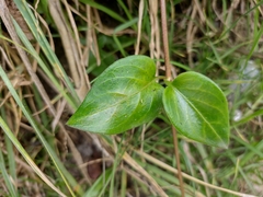 Vinca major
