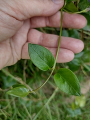 Vinca major