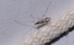 Erioptera graphica