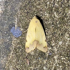 Ophiusa tirhaca