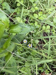 Erigeron pulchellus