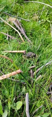Rhinella arenarum