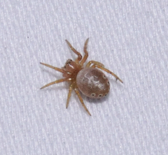 Araniella displicata