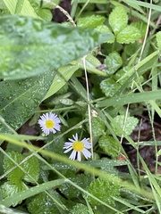 Erigeron pulchellus