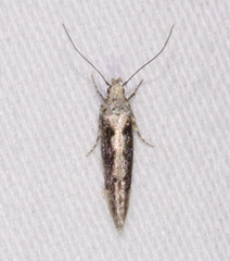 Coleotechnites florae