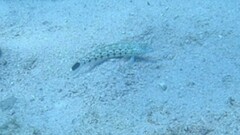 Parapercis hexophtalma