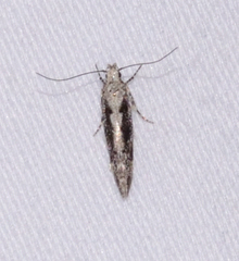 Coleotechnites florae