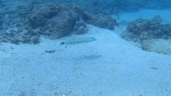 Parapercis hexophtalma