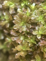 Syntrichia latifolia