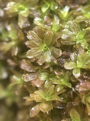 Syntrichia latifolia
