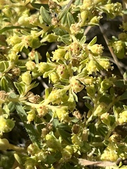 Euphorbia ocellata ocellata
