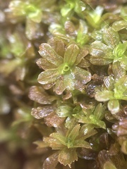 Syntrichia latifolia