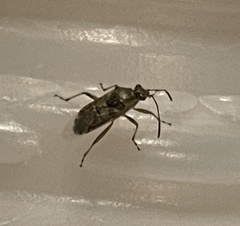 Liorhyssus