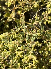 Euphorbia ocellata ocellata