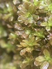 Syntrichia latifolia