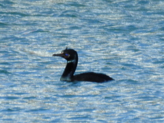 Leucocarbo chalconotus