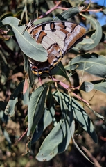 Charaxes sempronius