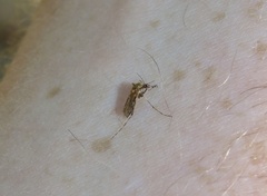 Aedes sollicitans
