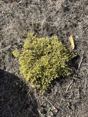 Euphorbia ocellata ocellata