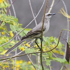 Mimus gilvus